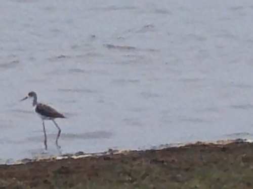 Black-winged Stilt