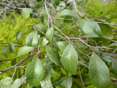 Cadellia pentastylis