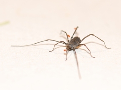 Ortholasma rugosum