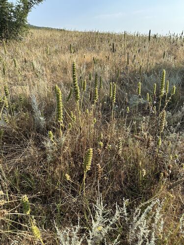 Mediterranean lineseed