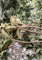 Rhododendron rubropilosum taiwanalpinum