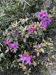 Rhododendron rubropilosum taiwanalpinum
