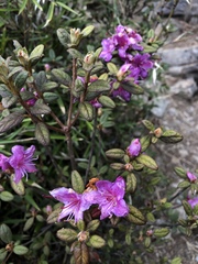 Rhododendron rubropilosum taiwanalpinum