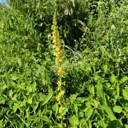 Dark Mullein