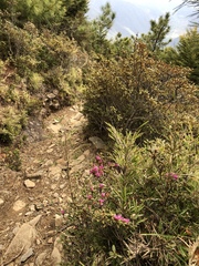 Rhododendron rubropilosum taiwanalpinum