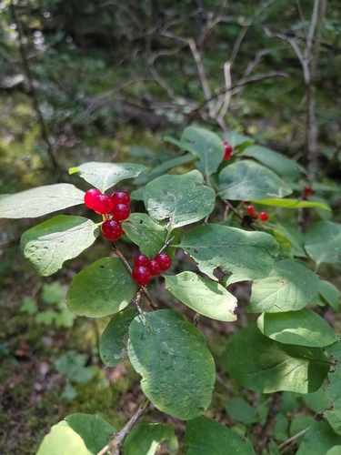 Fly Honeysuckle