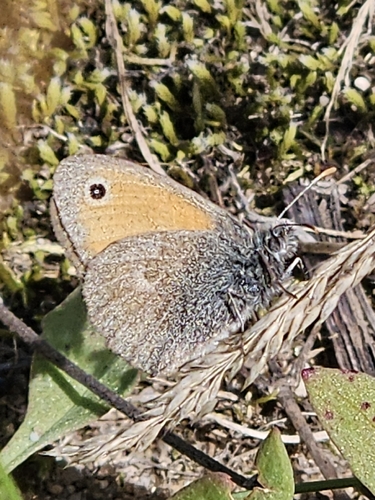 Small Heath