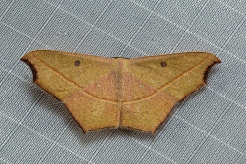 Traminda rubra