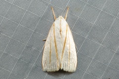 Cryptophasa flavolineata