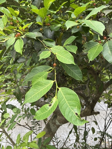 Ficus virgata