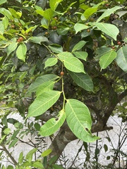 Ficus virgata