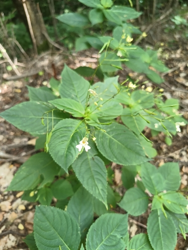 small balsam
