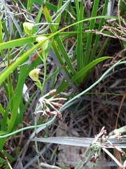 Pterostylis parviflora