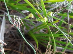 Pterostylis parviflora