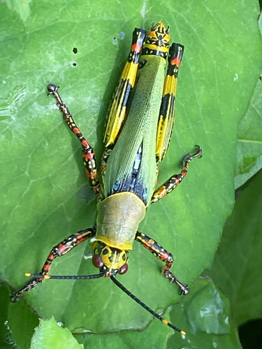 Variegated grasshopper