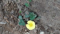 Potentilla matsumurae