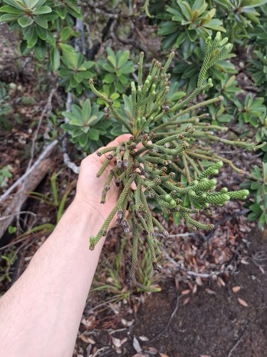 Dacrydium araucarioides observed 2026-07-21
