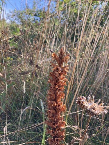 Knapweed Broomrape