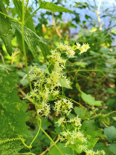 prickly cucumber