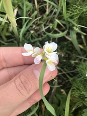 Cardamine pratensis