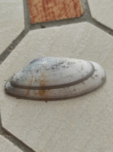 Donax variegatus, 2026-08-10