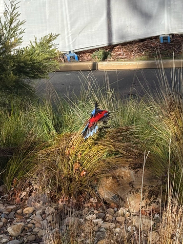 Crimson Rosella