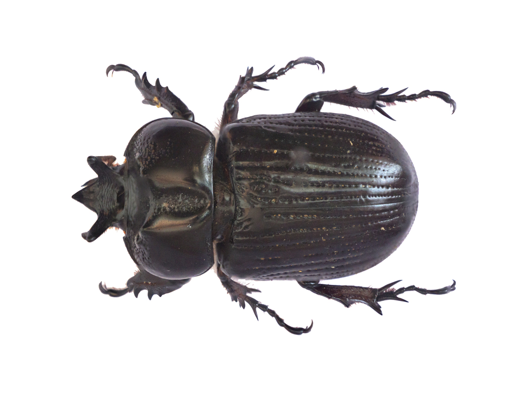 Homophileurus tricuspis