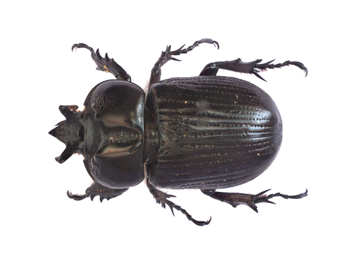 Homophileurus tricuspis
