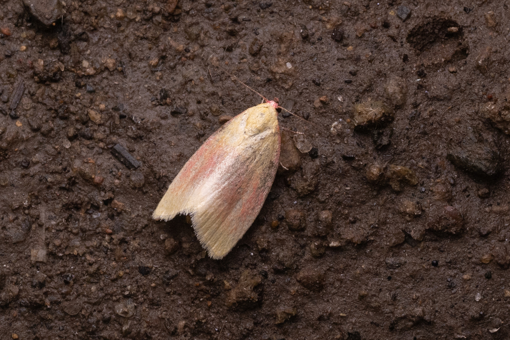 Earias erubescens