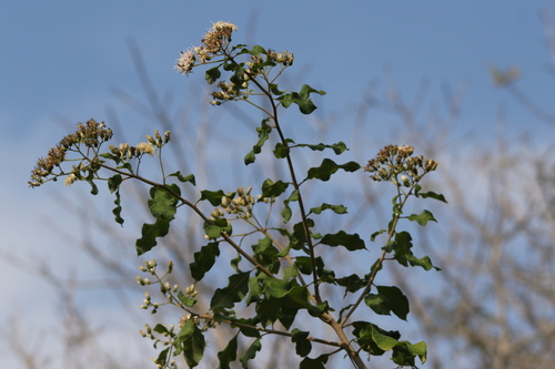 Vernonia colorata, 2026-07-11