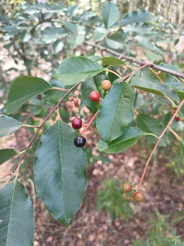 black cherry