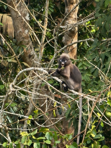 Dusky Leaf Monkey