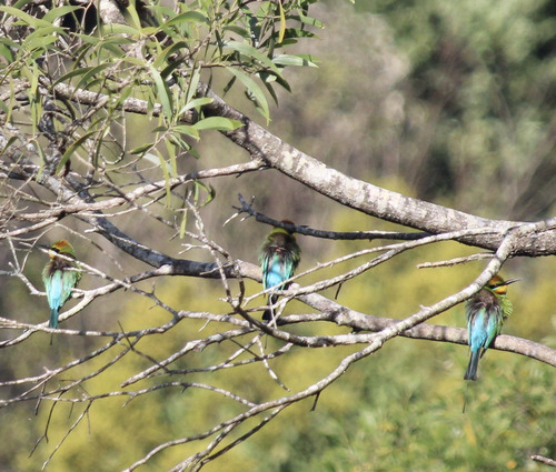 Rainbow Bee-eater