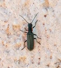 Cantharis pulicaria