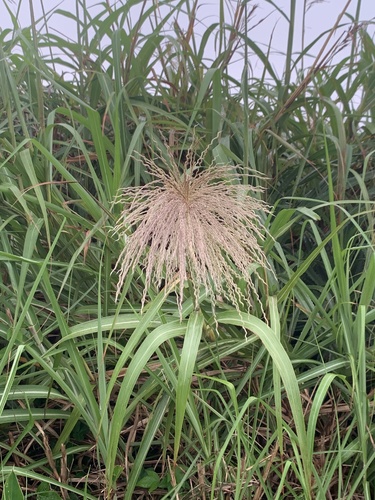 Miscanthus floridulus observed 2026-08-10