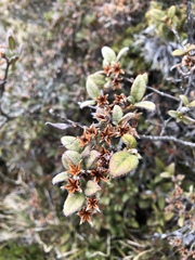 Rhododendron rubropilosum taiwanalpinum