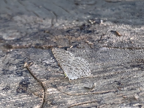 Spalgis epius