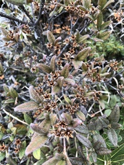 Rhododendron rubropilosum taiwanalpinum