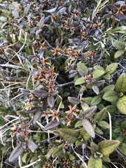 Rhododendron rubropilosum taiwanalpinum