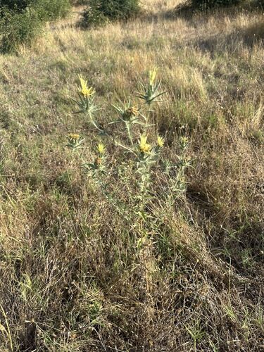 woolly distaff thistle