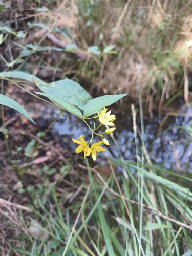 Yellow Loosestrife