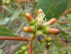 Eucalyptus utilis