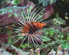 Pterois cincta
