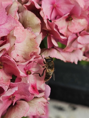 Common Drone Fly