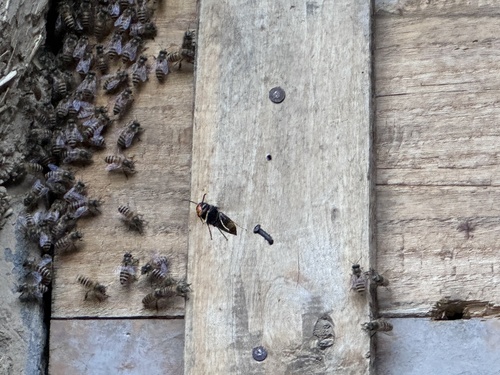 Yellow-legged Hornet