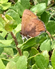Callophrys augustinus iroides