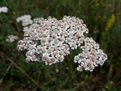 Achillea millefolium