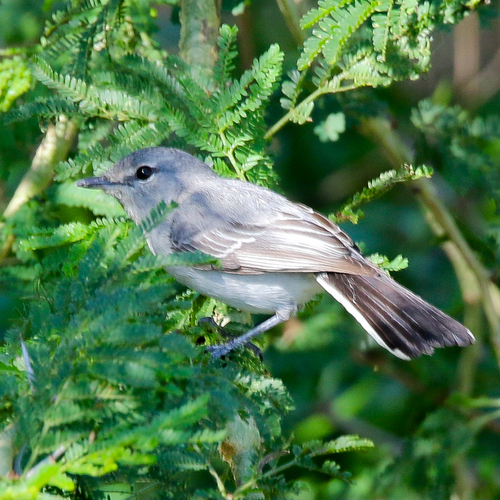 iNaturalist image