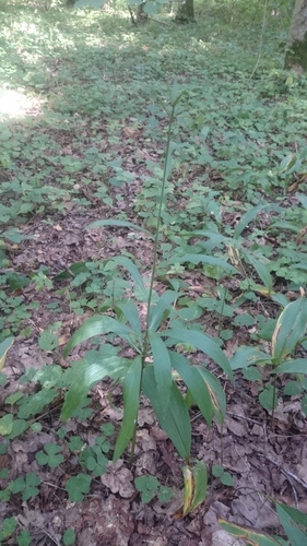 Martagon Lily