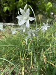 Ornithogalum boucheanum